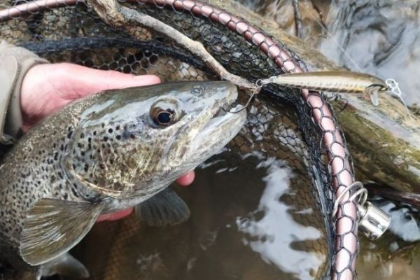 Schne Forelle mit dem Rapala Floater