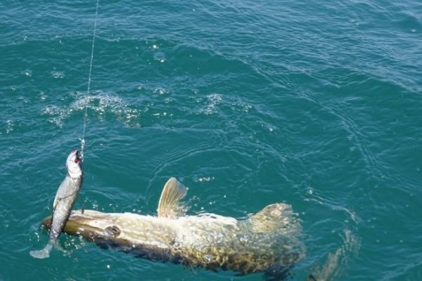 Zugfischen auf Hecht