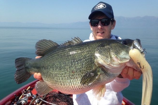 Groer Bass aus dem Biwa-See, Japan.