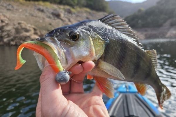 Daiwa Tournament D'Fin