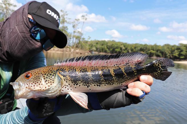 Artikel lesen Mataguaro, Rio Mataven, Kolumbien.