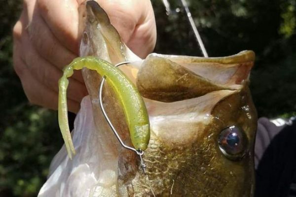 Selbst kleine Finess können große Blackbass machen!