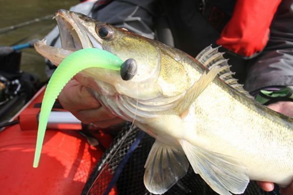 Zander gefangen mit einem Madness Madfin 6 Softbait in der Vertikalen