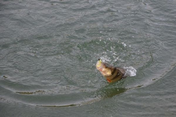 Seine ersten Stangen nehmen