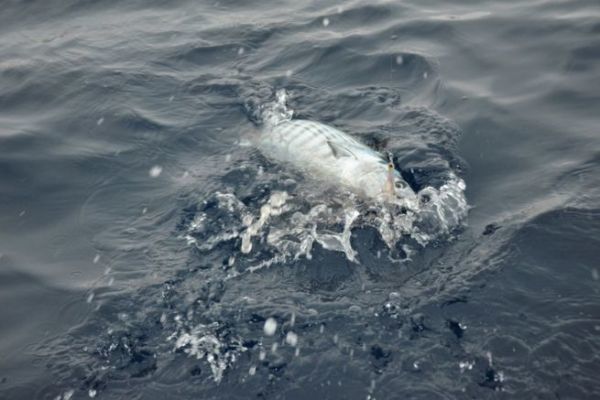 Pelagischer Fisch