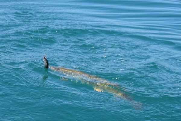 Die richtigen Knoten machen, um erfolgreich zu fischen