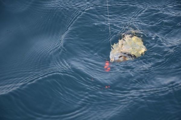 Mit Kdern auf Sar fischen