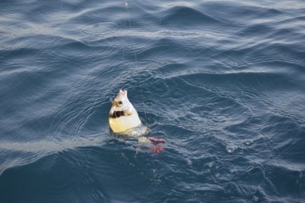 Angeln mit Kderfisch auf Sar