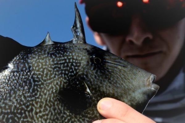 Dr�ckerfisch oder Bei�fisch