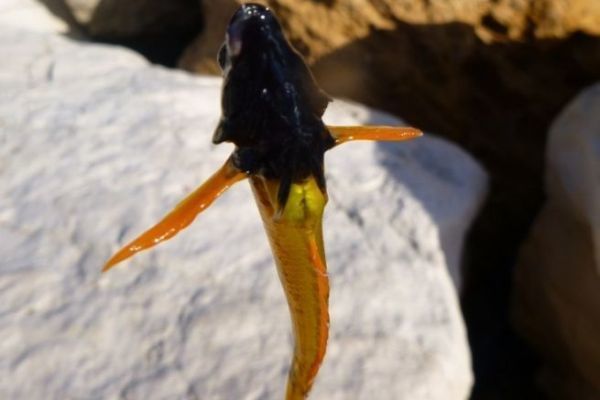 Das gelbe Tripterygium
