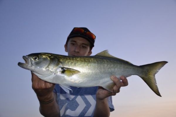 Wo findet man Tassergals?