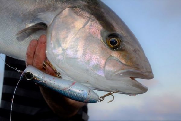 Mit dem Popper auf Bernsteinmakrele angeln