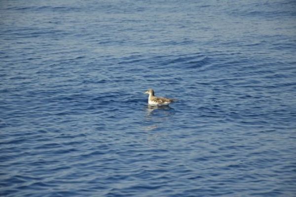 Vgel identifizieren, um besser fischen zu knnen