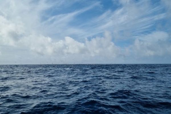 Das Phnomen Dupwelling und seine Folgen fr die Tierwelt