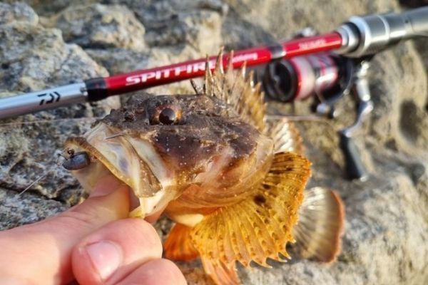 Viele Fische, die man beim Rockfishing fangen kann