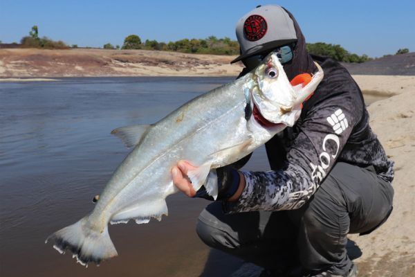 Der Payara, auch Vampirfisch genannt.