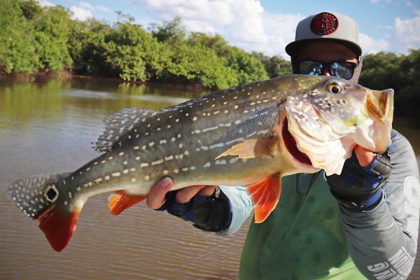 Peacock bass aus einer Lagune des Rio Tomo.