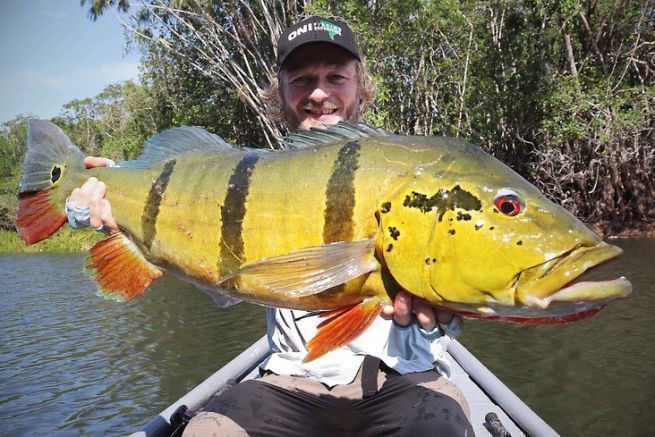 Der Bucktail Jig, wahrscheinlich der beste Kder zum Angeln auf Peacock Bass.