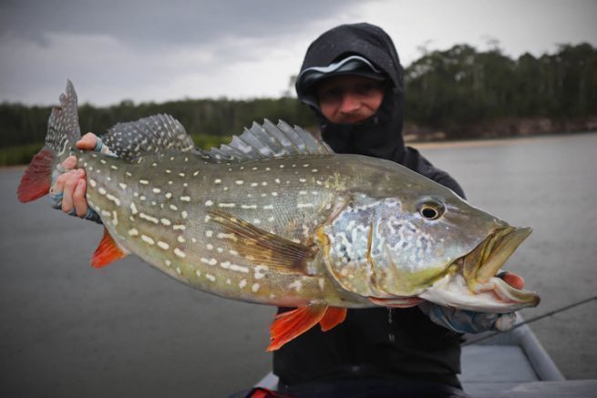 Peacock bass aus dem Rio Mataven, Kolumbien.