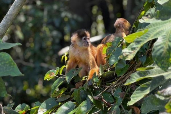 Expeditionen in den Amazonas