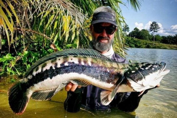 Verschiedene Techniken zum Angeln auf Giant Snakehead