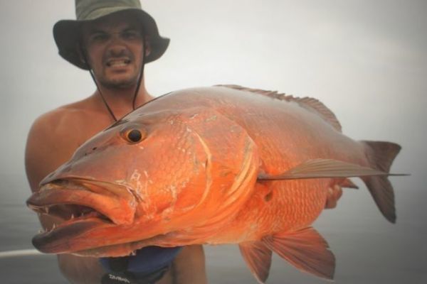 Der rote Karpfen - ein Fisch, der zum Trumen anregt