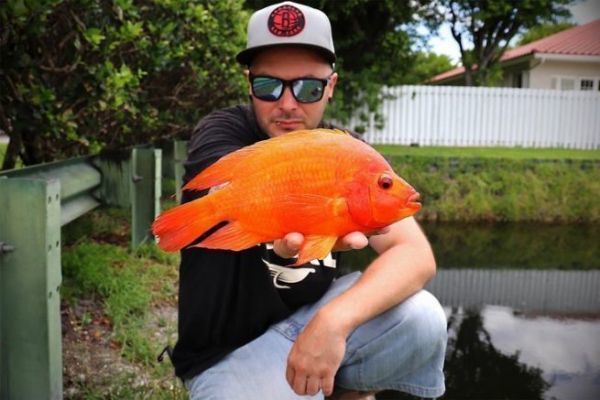 Der Midas Cichlid ist in einigen Gebieten reichlich vorhanden.