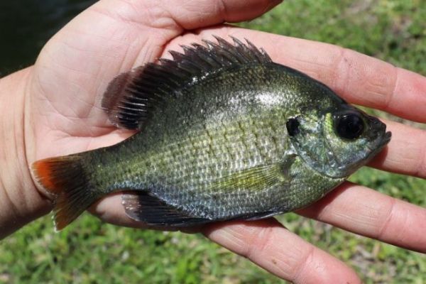 Der Bluegill ist in Florida heimisch.