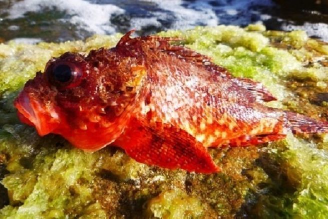 Roter Drachenkopf beim Rockfishing gefangen