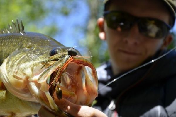 Rote Augen und roter Kiefer bei Blackbass