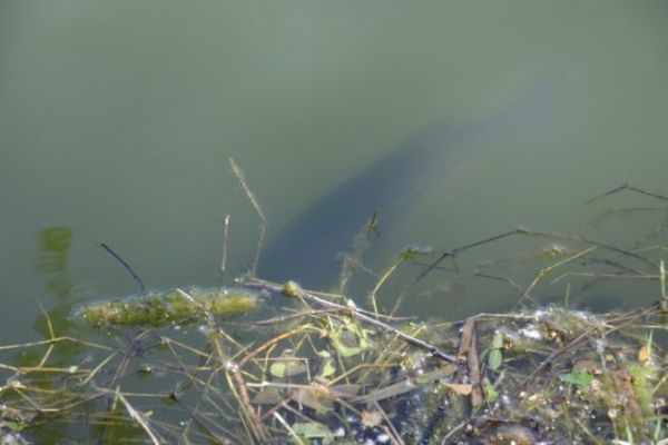 Fressverhalten von Blackbass