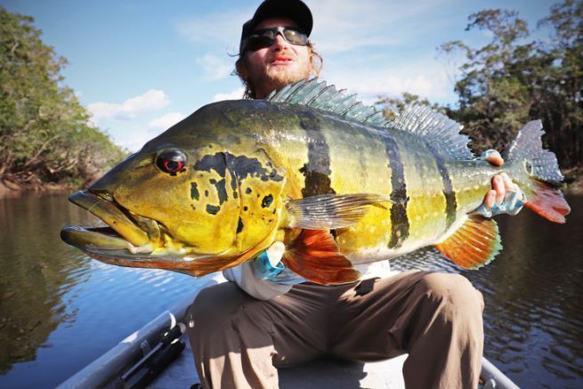 Peacock bass aus dem Rio Mataven, Kolumbien.