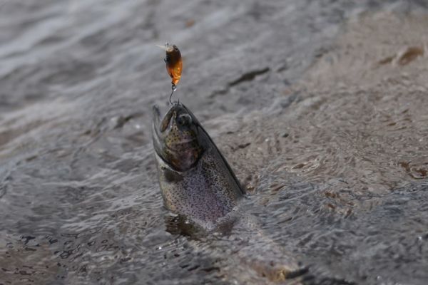 Angeln in der Area mit Crankbaits