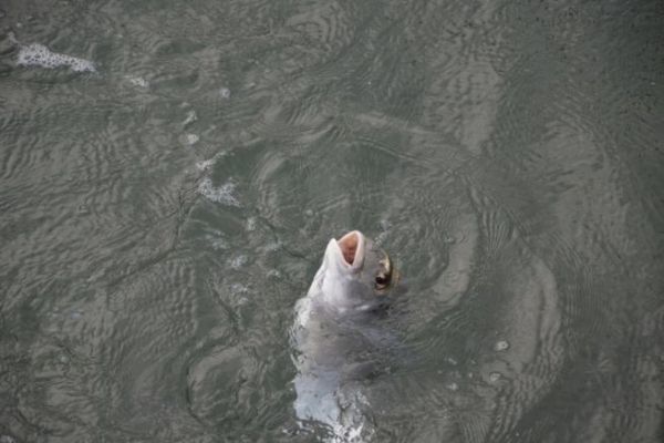 Artikel lesen Angeln im Herbst auf dem Meer