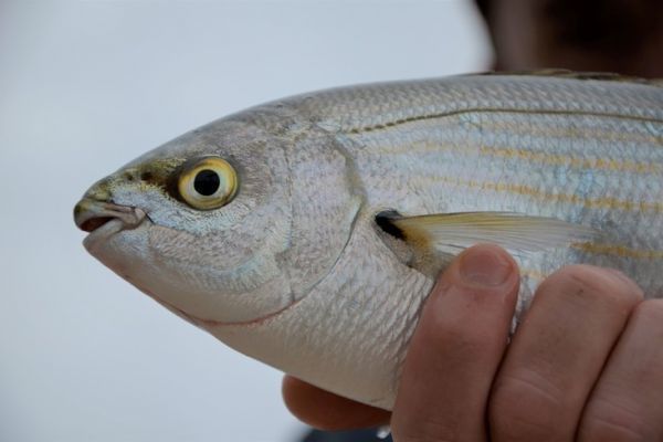 Verschiedene Fische zum Spinnfischen im Meer