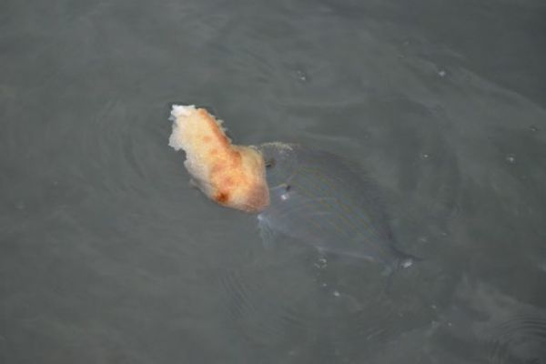 Brotfischen auf dem Meer lernen