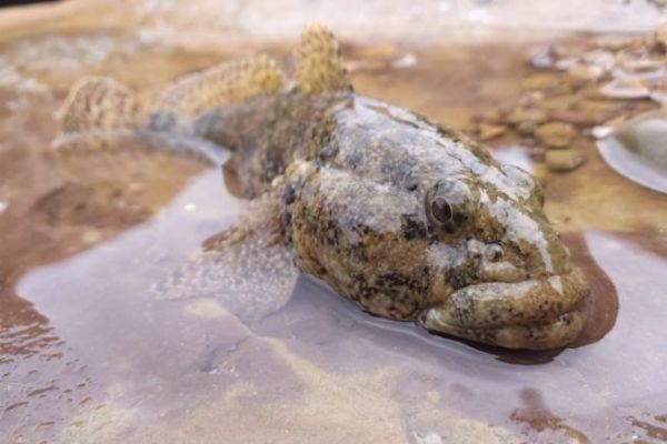 Grundeln im Mittelmeer angeln