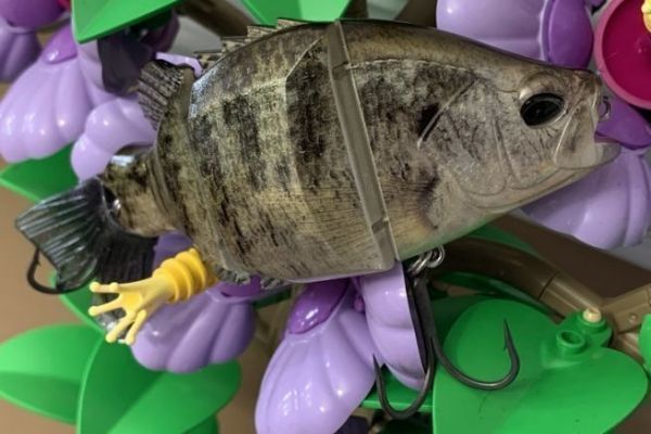 Die �hnlichkeit mit einer Felsenkr�te ist verbl�ffend!