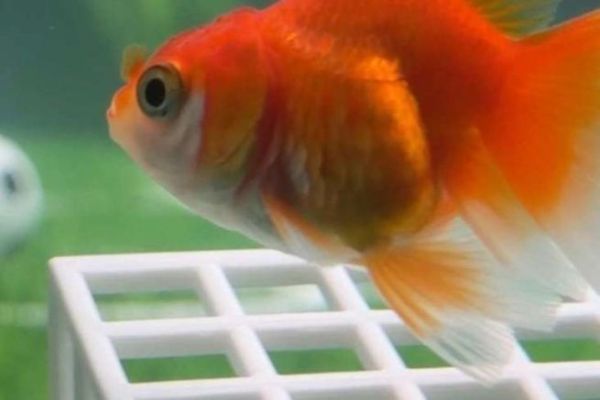 Swimbapp�