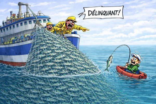 Makrele wird 2026 quoten- und meldepflichtig